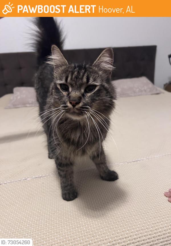 Found/Stray Unknown Cat last seen Ross Bridge Village center, Hoover, AL 35226