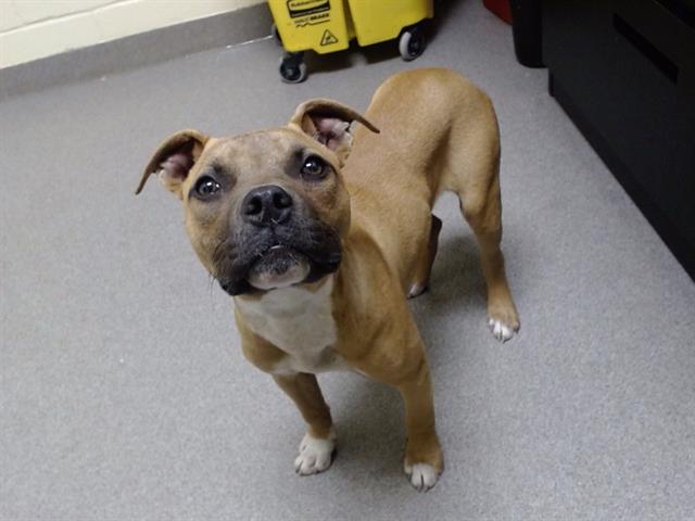 Shelter Stray Male Dog last seen Near BLOCK N COOK ST, DENVER CO 80205, 1241 W Bayaud Ave, Denver, CO 80223, USA