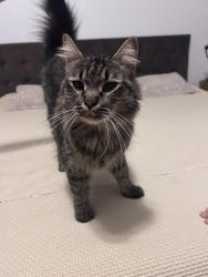 Found/Stray Unknown Cat last seen Ross Bridge Village center, Hoover, AL 35226