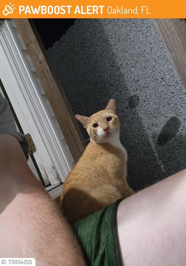 Found/Stray Male Cat last seen Near W Colonial Dr, Oakland, FL 34787, Oakland, FL 34787