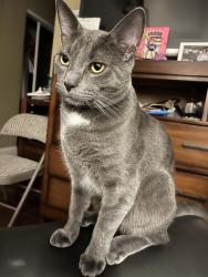 Lost Male Cat last seen Near Sea Drift Way Ocean ViewncHills, San Diego, CA 92154