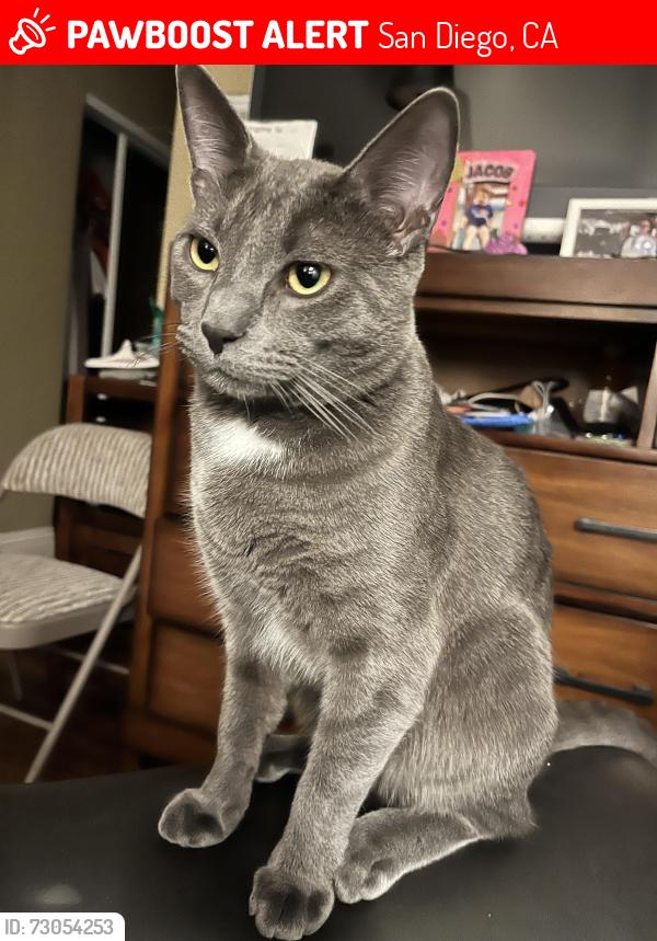 Lost Male Cat last seen Near Sea Drift Way Ocean ViewncHills, San Diego, CA 92154