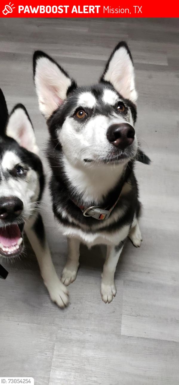 Lost Female Dog last seen Near N Shary Rd, Mission, TX 78573