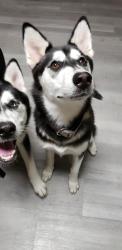 Lost Female Dog last seen Near N Shary Rd, Mission, TX 78573