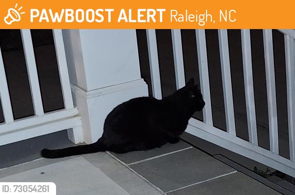 Found/Stray Unknown Cat last seen Heathshire and Aspen Meadows, Raleigh, NC 27616