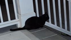Found/Stray Unknown Cat last seen Heathshire and Aspen Meadows, Raleigh, NC 27616