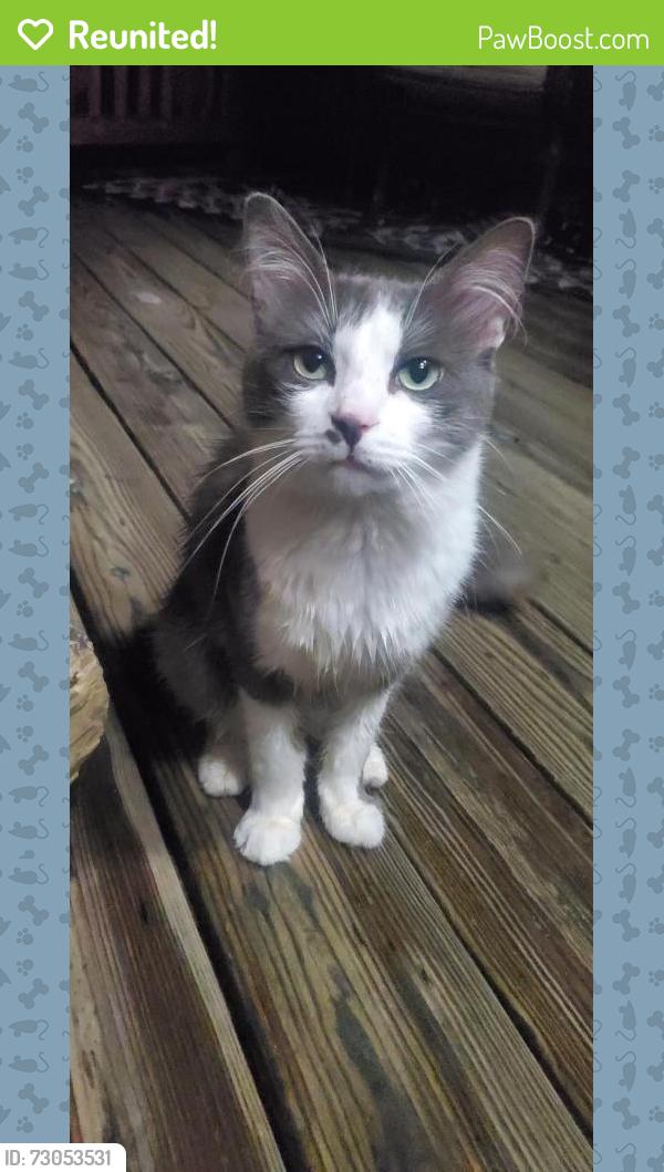 Reunited Female Cat last seen Rock Church Hill Rd and Longwood, Stafford County, VA 22556