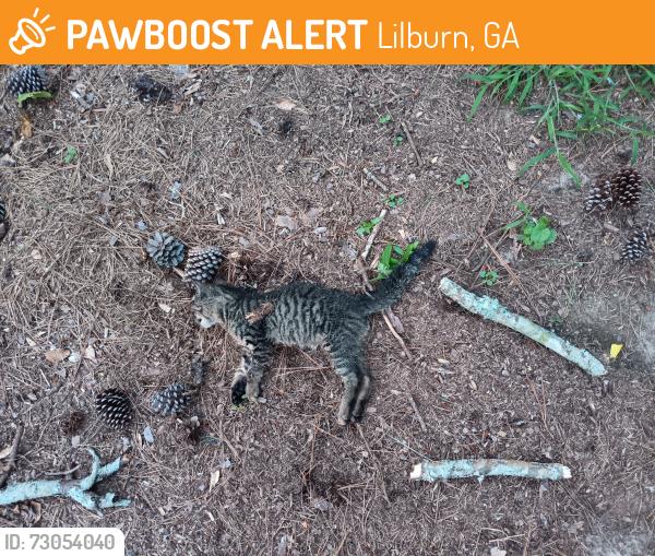 Found/Stray Unknown Cat last seen Rivercliff Subdivision in Lilburn, front yard of 2324 Hudson Drive Lilburn Georgia, maybe about 50 feet from property border with 2342 Hudson Drive, Lilburn, GA 30047