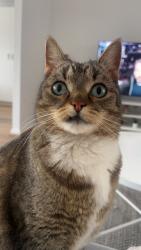 Lost Male Cat last seen Morrie Crescent, Blackburn North, VIC 3130