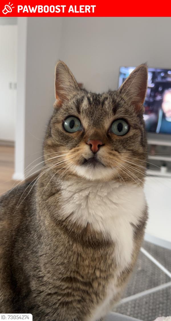 Lost Male Cat last seen Morrie Crescent, Blackburn North, VIC 3130