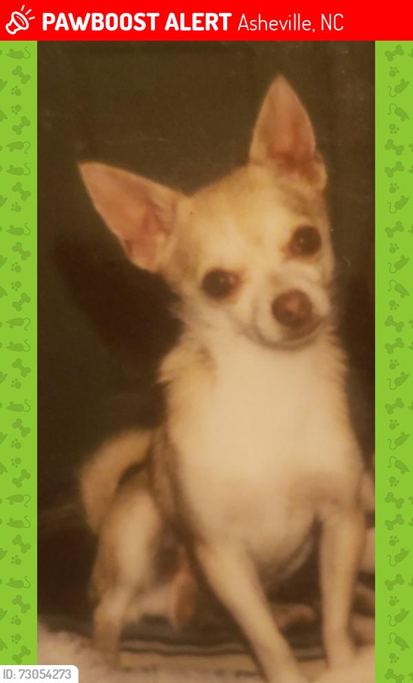 Lost Male Dog last seen Near deaverview rd asheville/candler area, Asheville, NC 28806