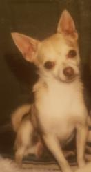 Lost Male Dog last seen Near deaverview rd asheville/candler area, Asheville, NC 28806