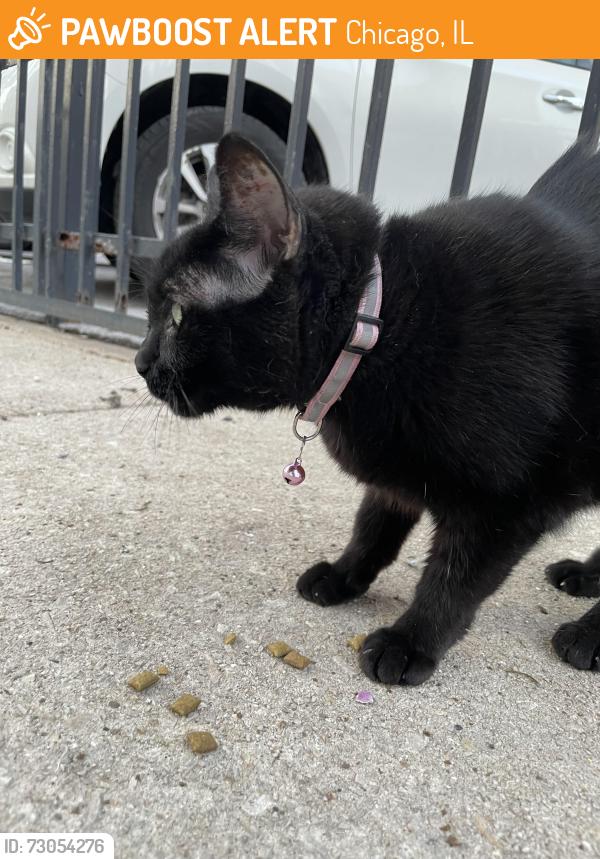 Found/Stray Female Cat last seen Cermak and washtenaw, Chicago, IL 60608