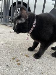Found/Stray Female Cat last seen Cermak and washtenaw, Chicago, IL 60608