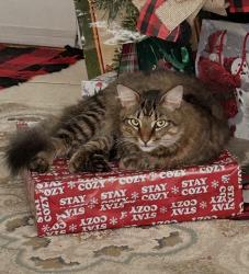 Lost Male Cat last seen 7th Ave and 5th st. Area, Zephyrhills, FL 33542