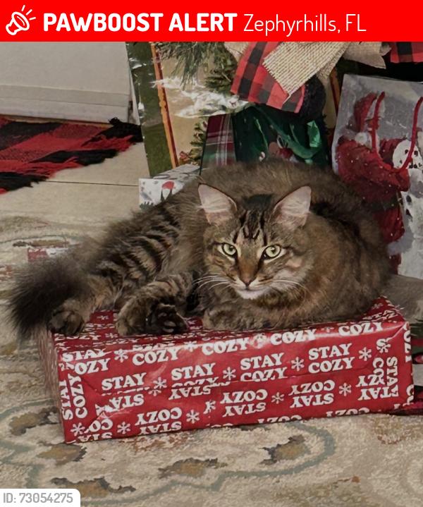 Lost Male Cat last seen 7th Ave and 5th st. Area, Zephyrhills, FL 33542