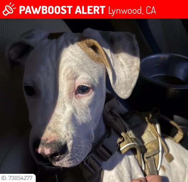 Lost Male Dog last seen Home - Virginia Ave Lynwood , Lynwood, CA 90262