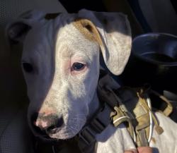 Lost Male Dog last seen Home - Virginia Ave Lynwood , Lynwood, CA 90262