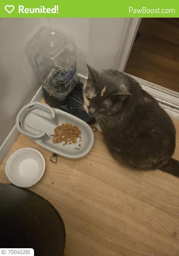 Reunited Female Cat last seen Clearfield drive, Bowie, MD 20715