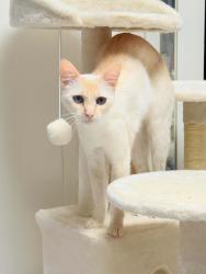 Lost Female Cat last seen Outside my apartment patio at Dale and Garden Grove between H-Mart and Red Castle, Garden Grove, CA 92841