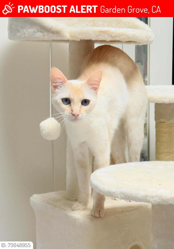 Lost Female Cat last seen Outside my apartment patio at Dale and Garden Grove between H-Mart and Red Castle, Garden Grove, CA 92841