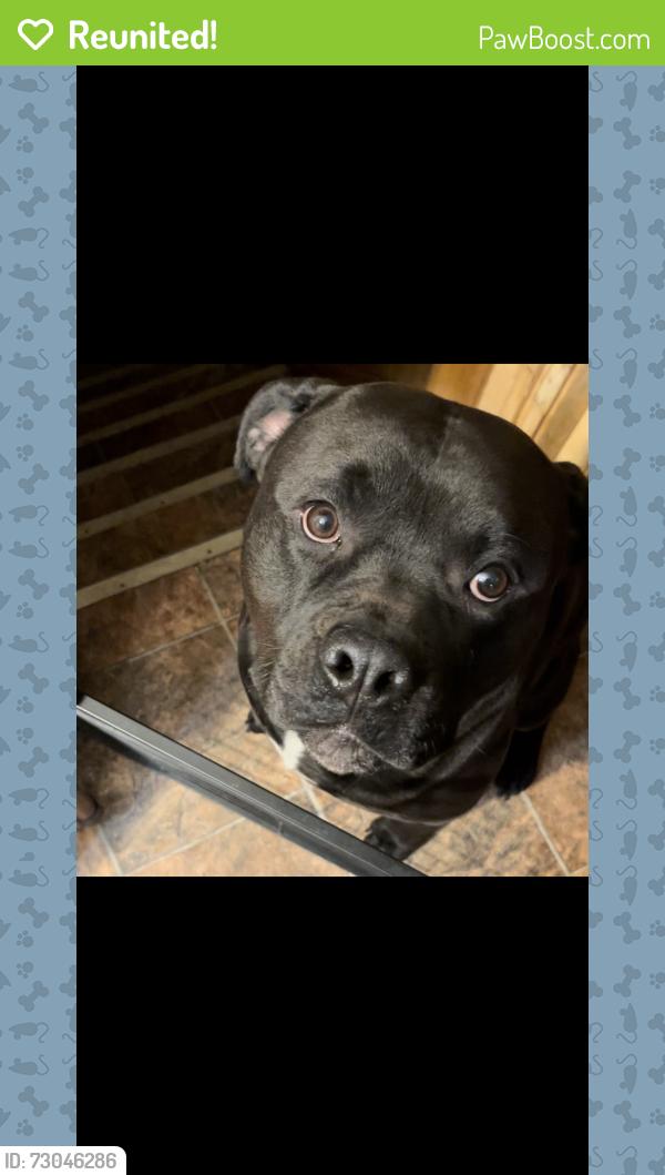Reunited Male Dog last seen Shore Dr, Harvey, IL 60426