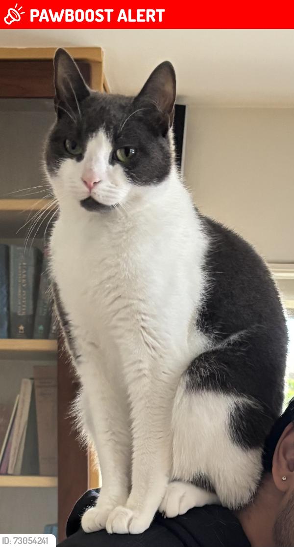 Lost Male Cat last seen Possibly seen near LA County Fire Dept Station 83 at 83 Miraleste Plaza, Rancho Palos Verdes, CA 90275., Rancho Palos Verdes, CA 90275