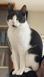 Lost Male Cat last seen Possibly seen near LA County Fire Dept Station 83 at 83 Miraleste Plaza, Rancho Palos Verdes, CA 90275., Rancho Palos Verdes, CA 90275