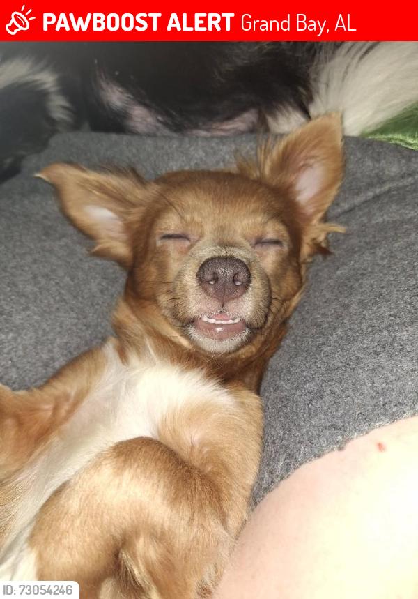 Lost Female Dog last seen Jim McNeil loop, Grand Bay, AL 36541