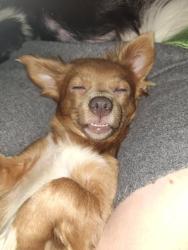 Lost Female Dog last seen Jim McNeil loop, Grand Bay, AL 36541