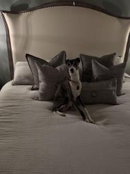 Reunited Male Dog last seen The Hollows, Crystal Lake, IL 60014