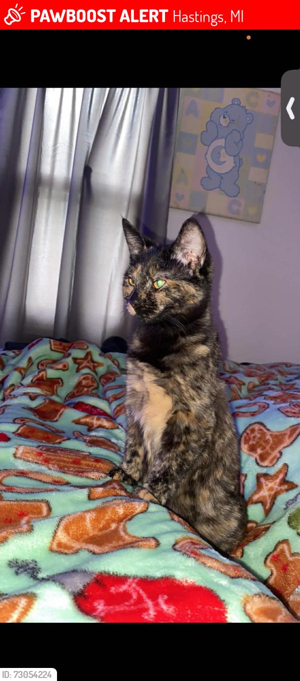 Lost Female Cat last seen Hastings, Michigan, Hastings, MI 49058