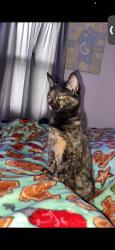 Lost Female Cat last seen Hastings, Michigan, Hastings, MI 49058
