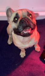 Lost Female Dog last seen Bruton and Buckner, Dallas, TX 75227