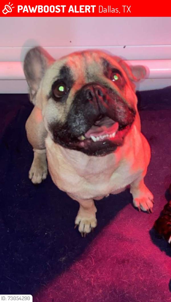 Lost Female Dog last seen Bruton and Buckner, Dallas, TX 75227