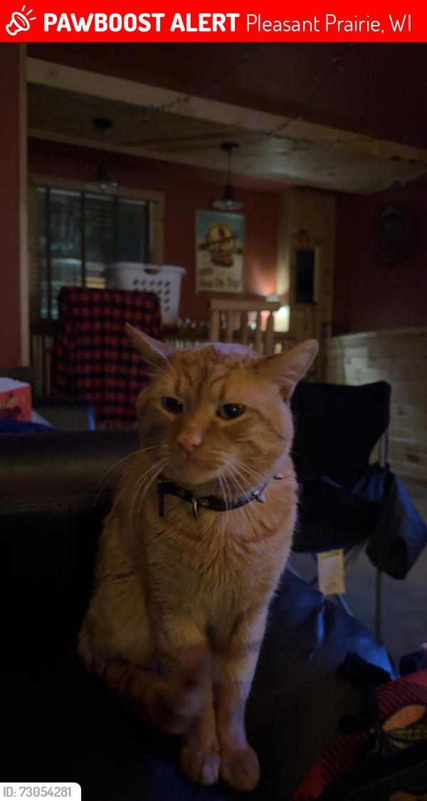 Lost Male Cat last seen 116th and 8th ave pleasant prairie wi , Pleasant Prairie, WI 53158