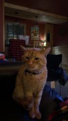 Lost Male Cat last seen 116th and 8th ave pleasant prairie wi , Pleasant Prairie, WI 53158