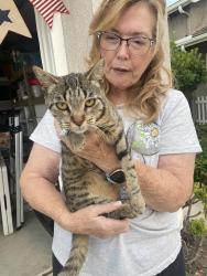 Reunited Female Cat last seen palmera dr, Oceanside, CA 92056