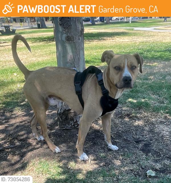 Found/Stray Male Dog last seen Chapman and haster, Garden Grove, CA 92840