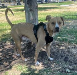 Found/Stray Male Dog last seen Chapman and haster, Garden Grove, CA 92840