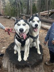 Lost Unknown Dog last seen Grant way street, Stanton, CA 92804