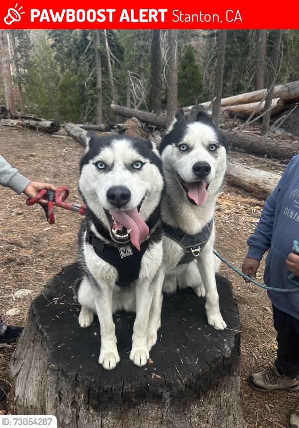 Lost Unknown Dog last seen Grant way street, Stanton, CA 92804