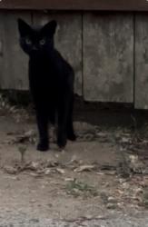 Found/Stray Unknown Cat last seen Oceanview Ave, Ocean view Terrace, Encinitas, CA 92024