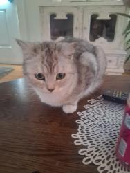 Lost Female Cat last seen Federal st wiscasset, Wiscasset, ME 04578
