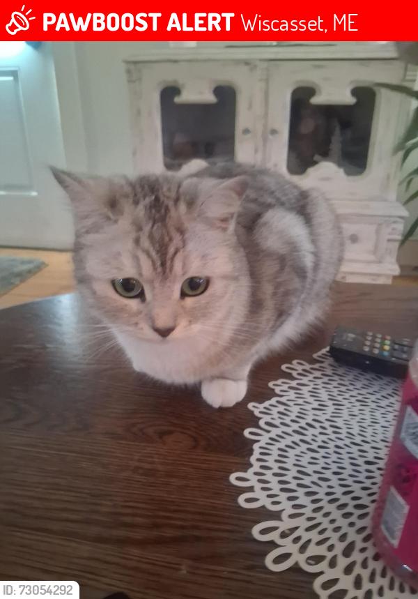 Lost Female Cat last seen Federal st wiscasset, Wiscasset, ME 04578