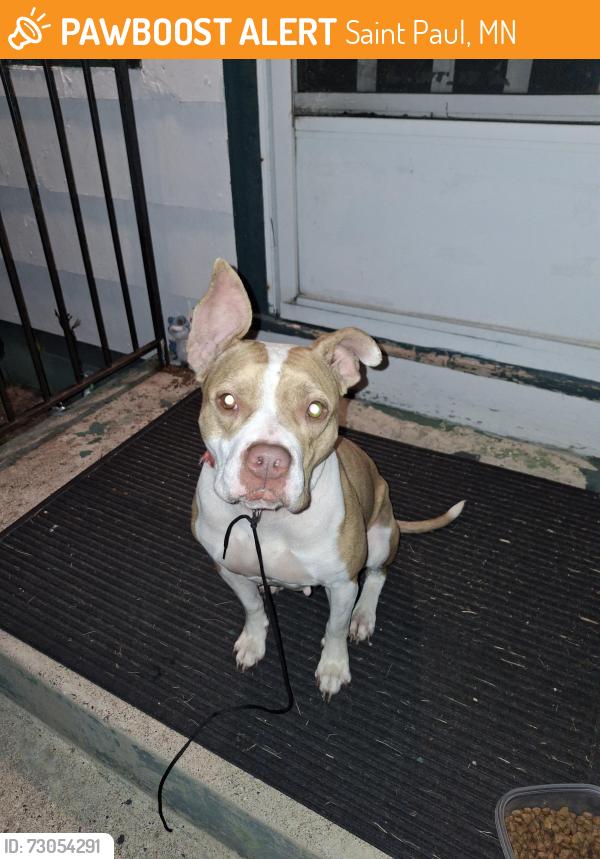 Found/Stray Female Dog last seen Central Ave West and Avon st., Saint Paul, MN 55104