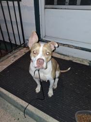 Found/Stray Female Dog last seen Central Ave West and Avon st., Saint Paul, MN 55104