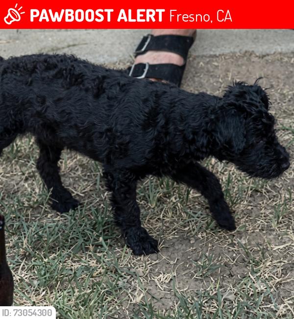 Lost Female Dog last seen Dakota and richwood, Fresno, CA 93705