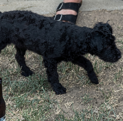 Lost Female Dog last seen Dakota and richwood, Fresno, CA 93705