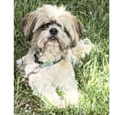 Lost Male Dog last seen Oakland cemetery , Richmond, VA 23223